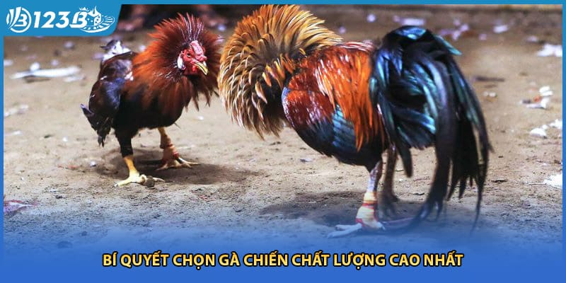 Bí quyết chọn gà chiến chất lượng cao nhất