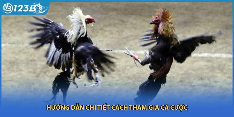 Hướng dẫn chi tiết cách tham gia cá cược