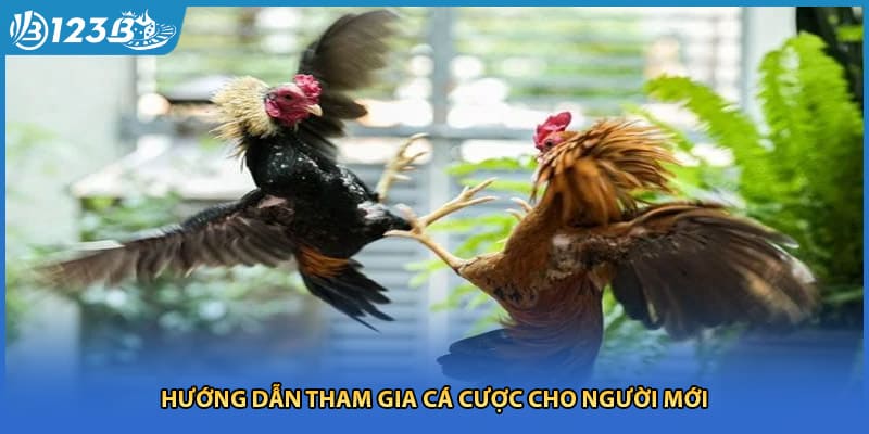 Hướng dẫn tham gia cá cược cho người mới