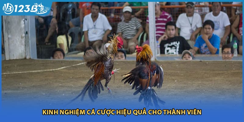 Kinh nghiệm cá cược hiệu quả cho thành viên