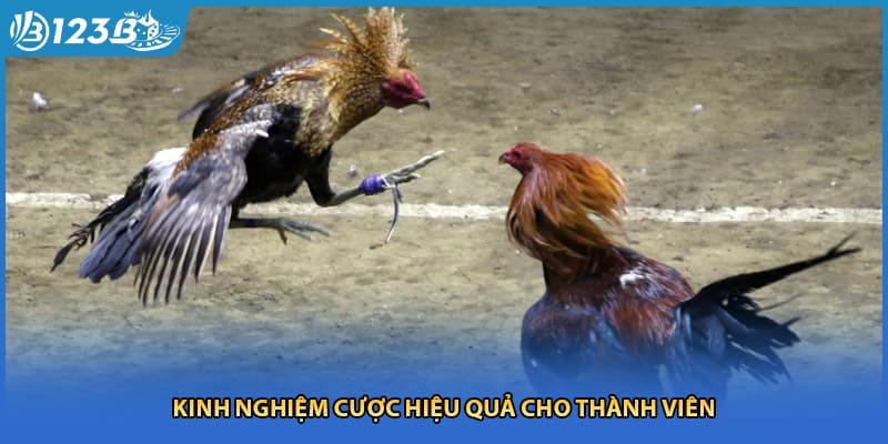 Kinh nghiệm cược hiệu quả cho thành viên
