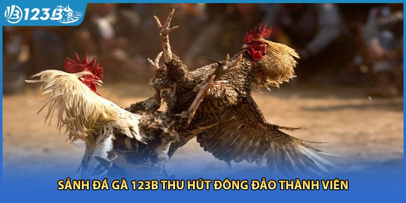 Sảnh đá gà 123B thu hút đông đảo thành viên