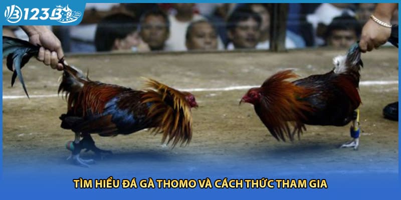 Tìm hiểu đá gà thomo và cách thức tham gia