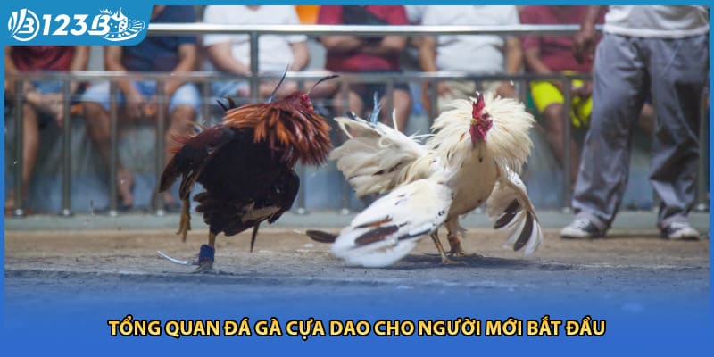 Tổng quan đá gà cựa dao cho người mới bắt đầu