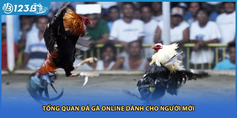 Tổng quan đá gà online dành cho người mới