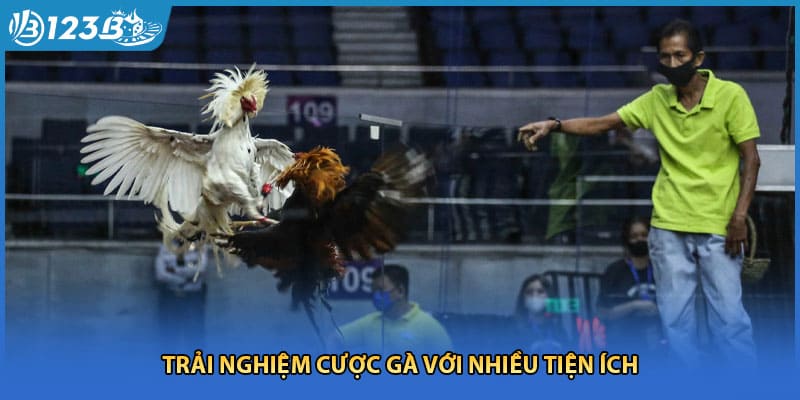 Trải nghiệm cược gà với nhiều tiện ích